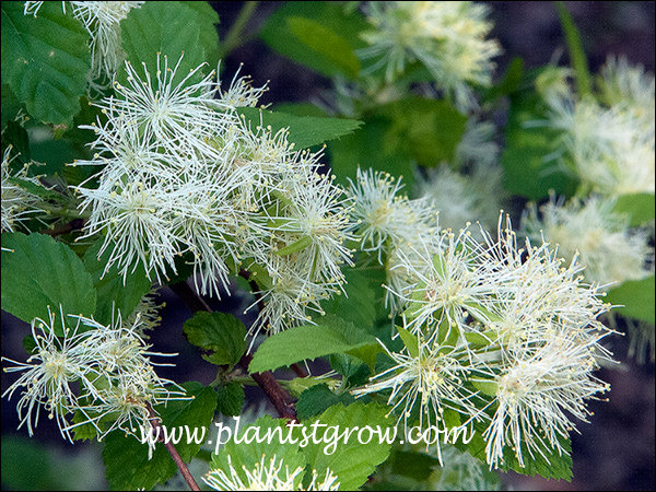 The feathery stamens of the flower.